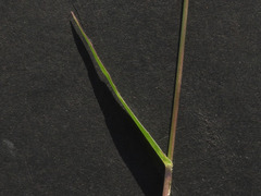 Urochloa arizonica