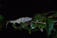 Eurydactylodes