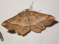 Euchlaena tigrinaria