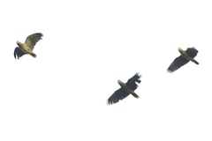 Amazona viridigenalis