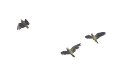 Amazona viridigenalis