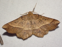 Euchlaena tigrinaria