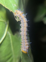 Anisota fuscosa