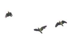 Amazona viridigenalis