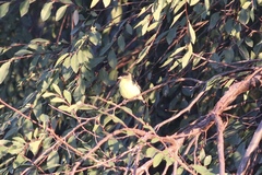 Spinus psaltria