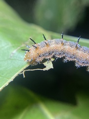 Anisota fuscosa