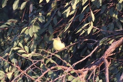 Spinus psaltria