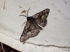Phaeoura mexicanaria