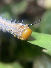 Anisota fuscosa