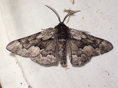 Phaeoura mexicanaria
