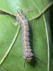 Anisota fuscosa