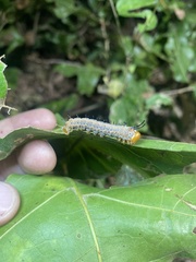 Anisota fuscosa