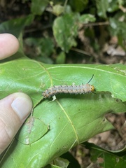 Anisota fuscosa
