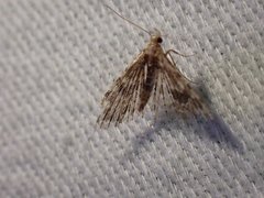 Alucita montana