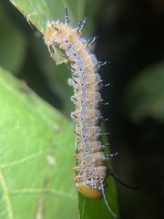 Anisota fuscosa