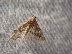 Alucita montana