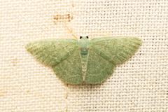 Chlorocoma tachypora