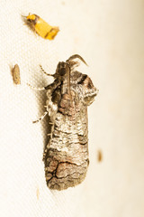 Macrocyttara expressa