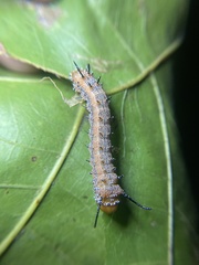 Anisota fuscosa