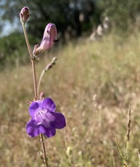 Penstemon dasyphyllus