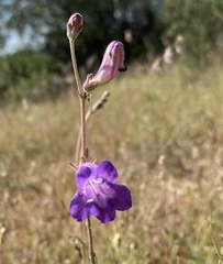 Penstemon dasyphyllus