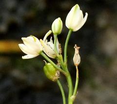 Ornithogalum rogersii