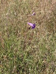 Penstemon dasyphyllus