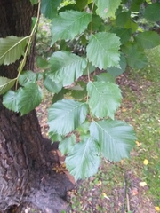 Ulmus macrocarpa