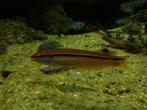 Coris melanura