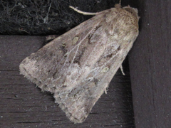Spodoptera depravata