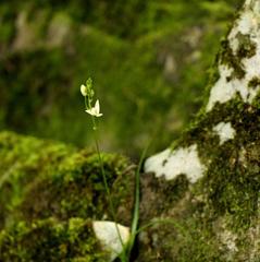 Ornithogalum rogersii