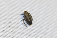Negosiana dualis