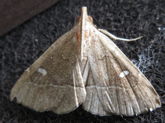 Cidariplura gladiata
