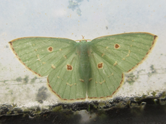 Comostola subtiliaria