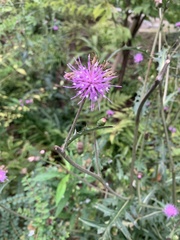 Cirsium japonicum