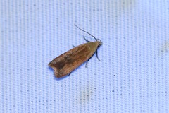 Anacampsis fullonella