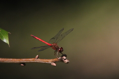 Sympetrum vicinum