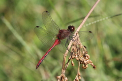 Sympetrum