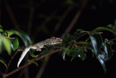 Eurydactylodes