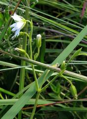 Cerastium arabidis image