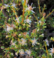Olearia solandri