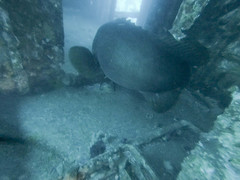 Epinephelus lanceolatus