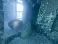 Epinephelus lanceolatus