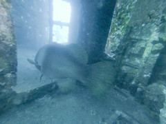 Epinephelus lanceolatus