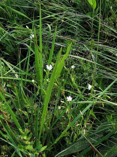 Cerastium arabidis image