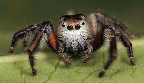 Hyllus brevitarsis Simon, 1902