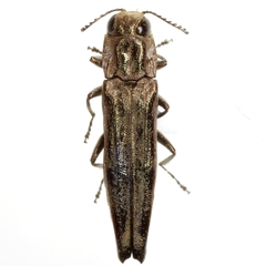 Agrilus subtropicus