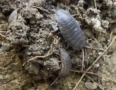 Porcellio laevis