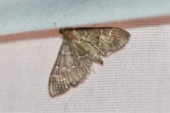 Pilocrocis