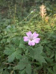 Geranium gracile